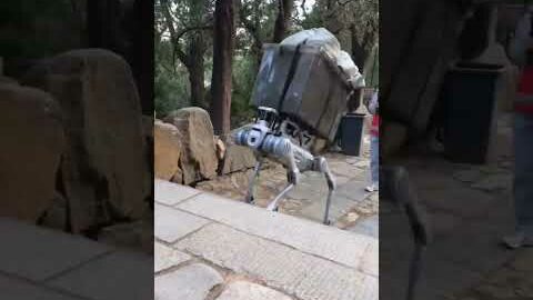 Los perros robot no son tan glamurosos e impactantes como los humanoides de Tesla Optimus